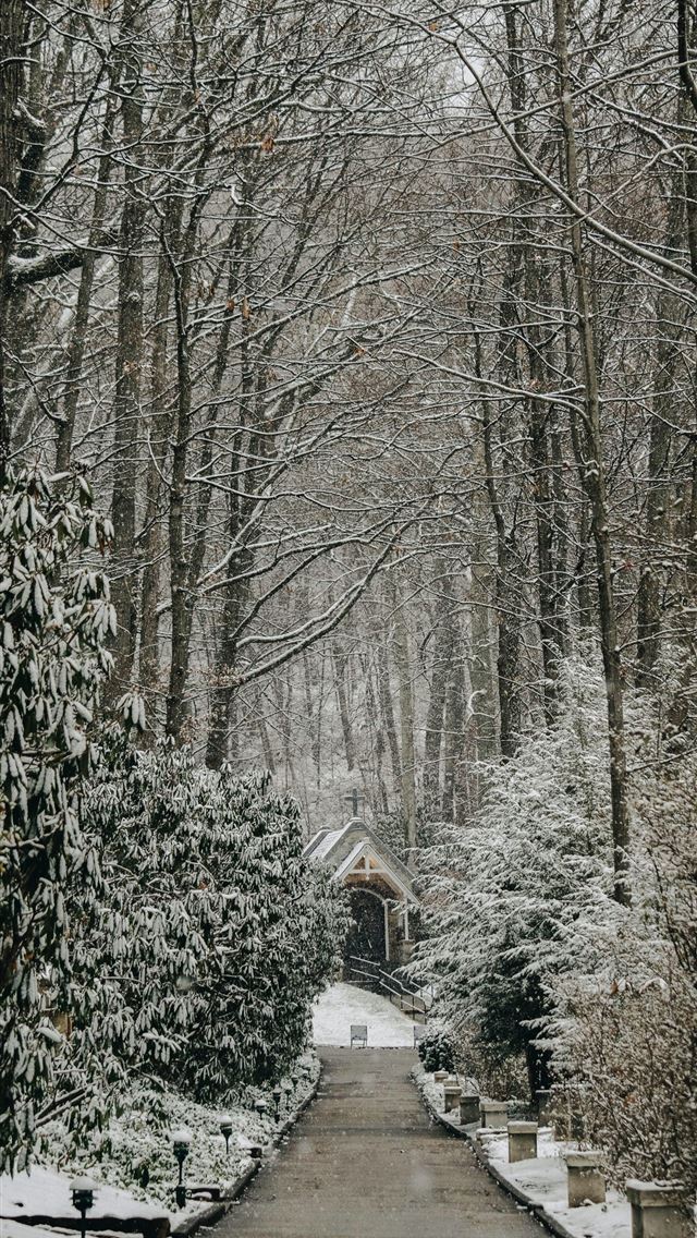1290x2796 pathway between bare trees at daytime photo - grey iPhone Wallpaper