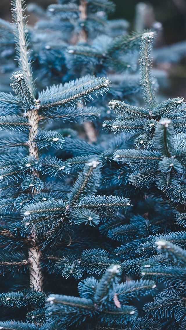 1290x2796 shallow focus photography of blue pine tree - holiday iPhone Wallpaper