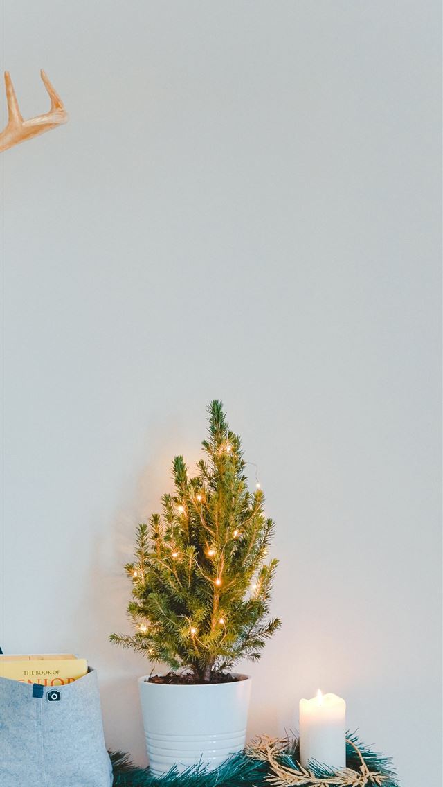 1290x2796 green leaf plant on white vase and brown console t... - lights iPhone Wallpaper
