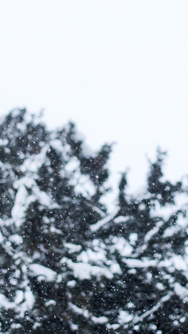 1290x2796 snow covered trees during daytime - sky iPhone Wallpaper