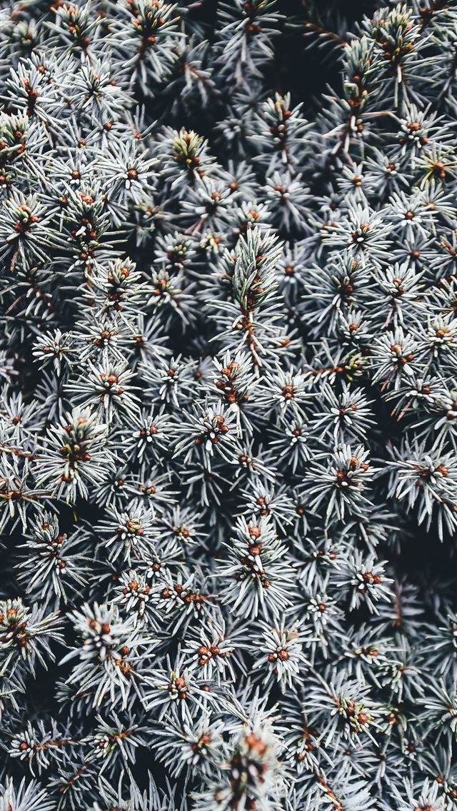 1290x2796 A top view of the prickly branches of a pine tree ... - silver iPhone Wallpaper