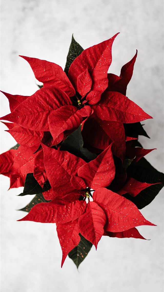 1290x2796 red poinsettia flowers - flower iPhone Wallpaper