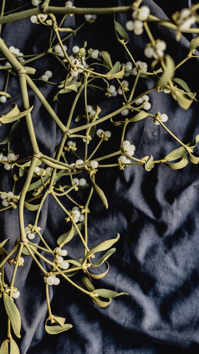 1290x2796 white petaled flower - leaf iPhone Wallpaper