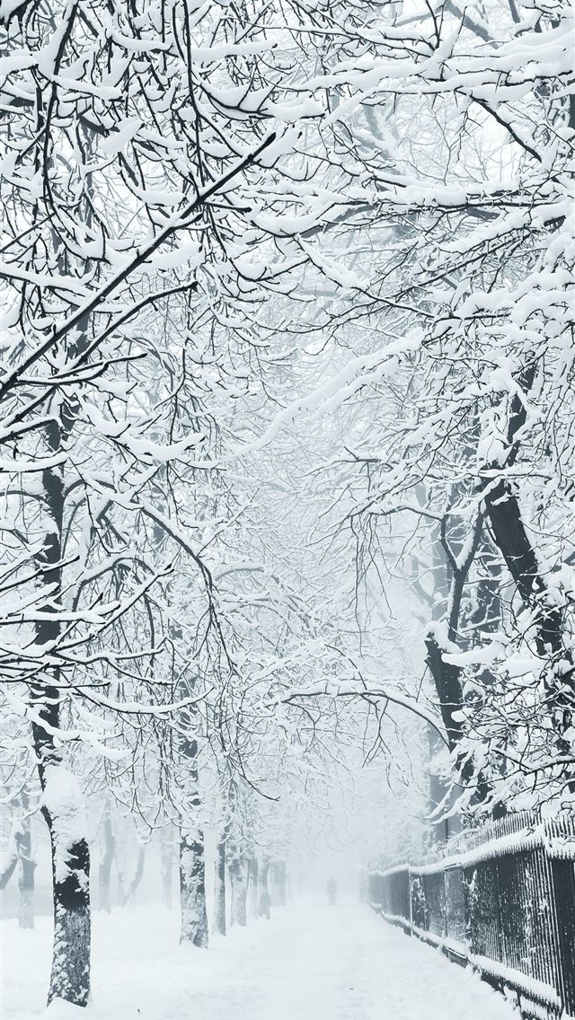 1290x2796 bare trees during winter - tree iPhone Wallpaper