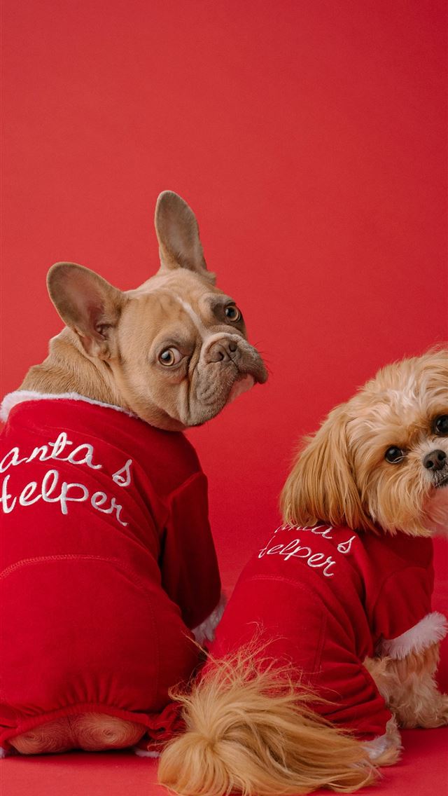 1290x2796 brown and white long coated small dog wearing red ... -  iphone 15 Wallpaper