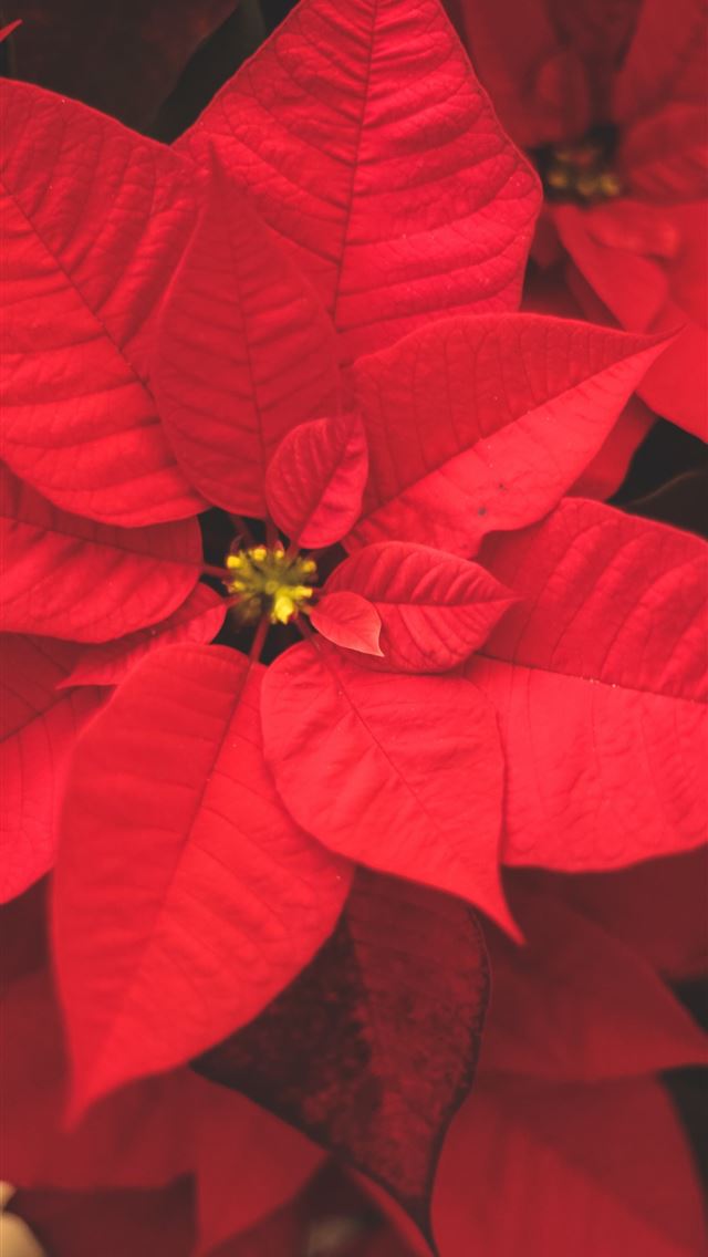 1290x2796 red poinsettia - holiday iPhone Wallpaper