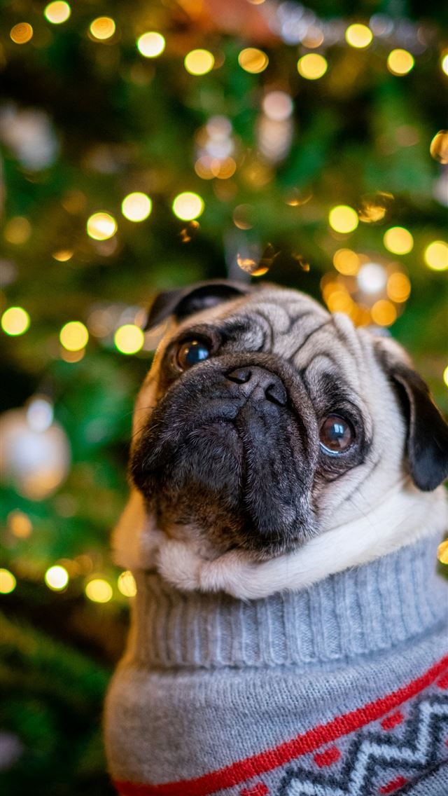 1290x2796 pawn pug standing beside lit Christmas tree - green iPhone Wallpaper