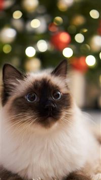 white and black cat on brown wooden table wallpaper