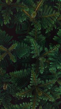green pine tree during daytime wallpaper