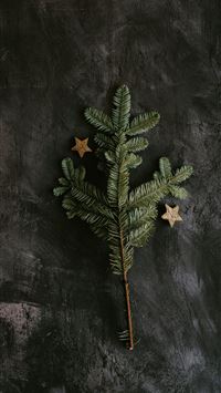 green pine tree on gray surface wallpaper
