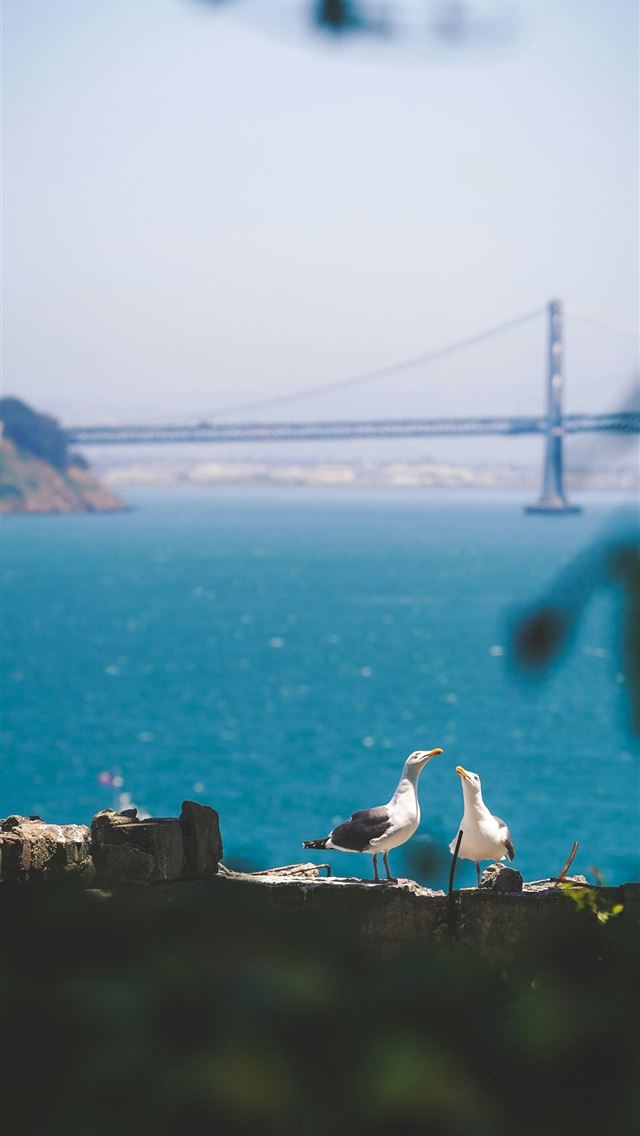 1290x2796 two gulls near sea - coffee iPhone Wallpaper