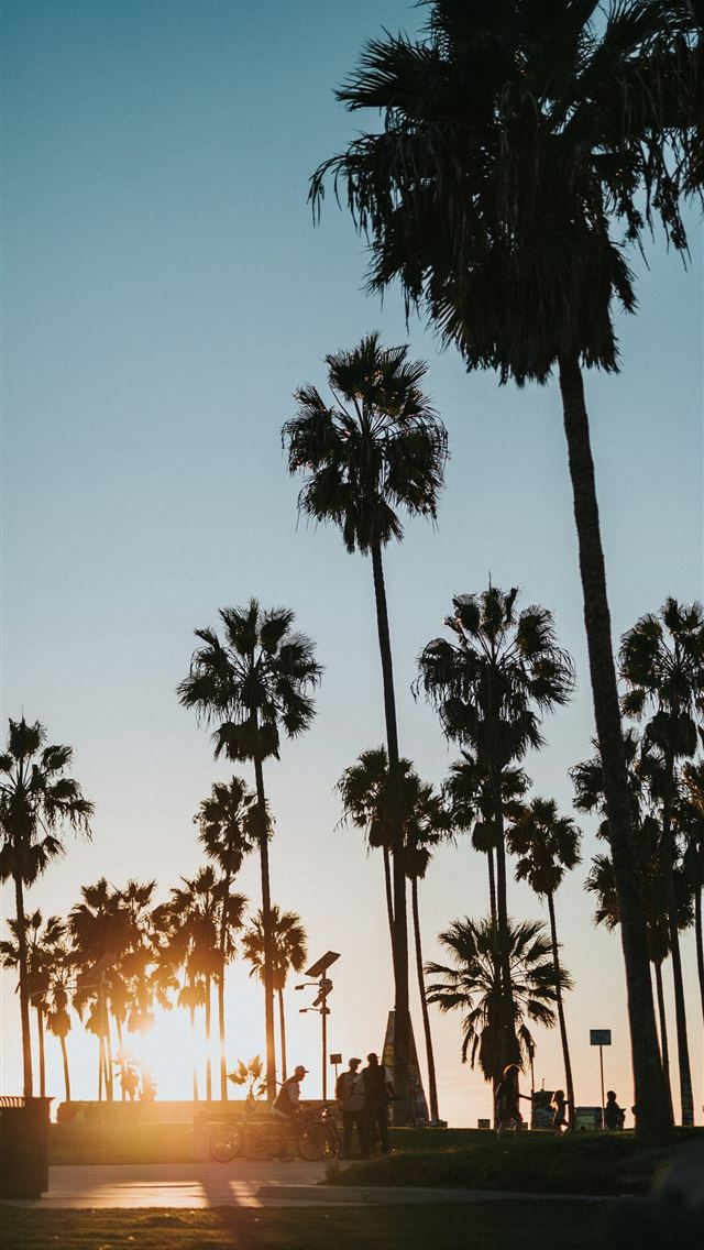 1290x2796 silhouette photo of trees during sunset -  iphone 15 Wallpaper