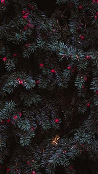 selective focus photography of green leafed plants... wallpaper