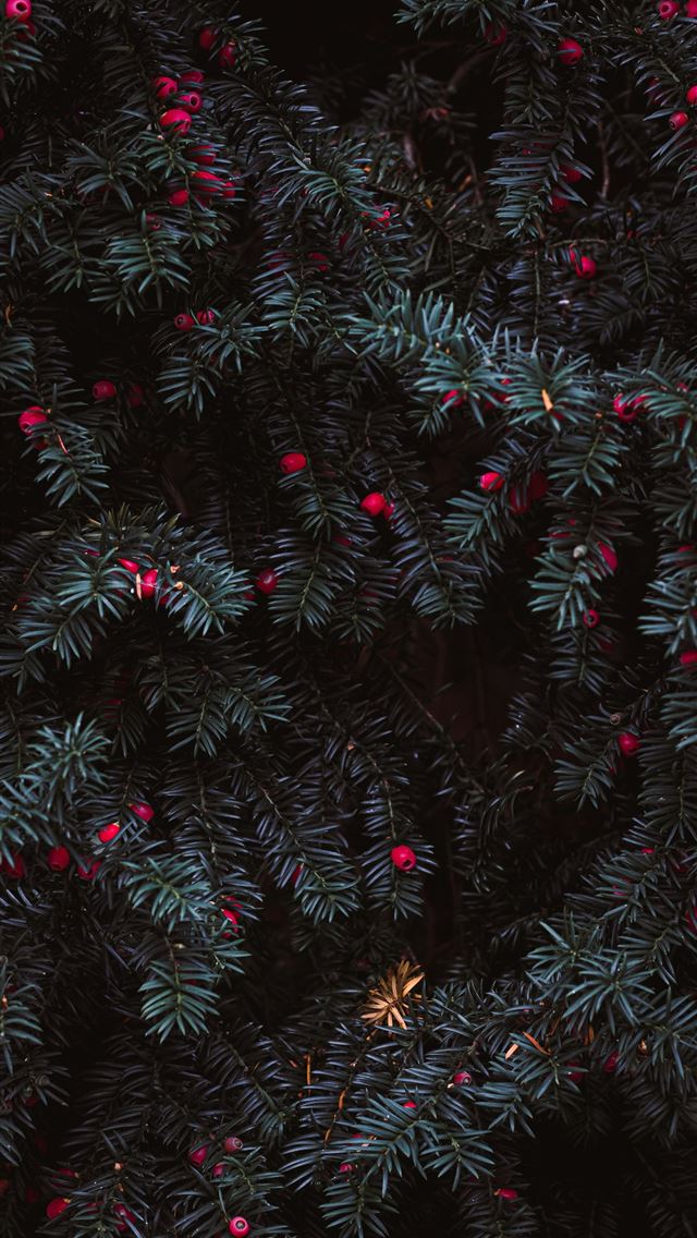 1290x2796 selective focus photography of green leafed plants... -  iphone 15 Wallpaper