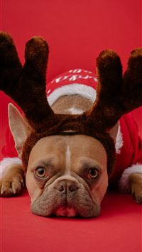 brown and white short coated dog wearing red and w... wallpaper