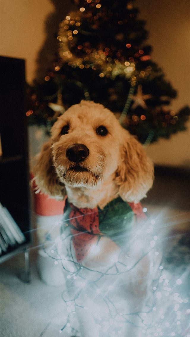 1290x2796 medium coated beige dog wrapped with light string - tree iPhone Wallpaper