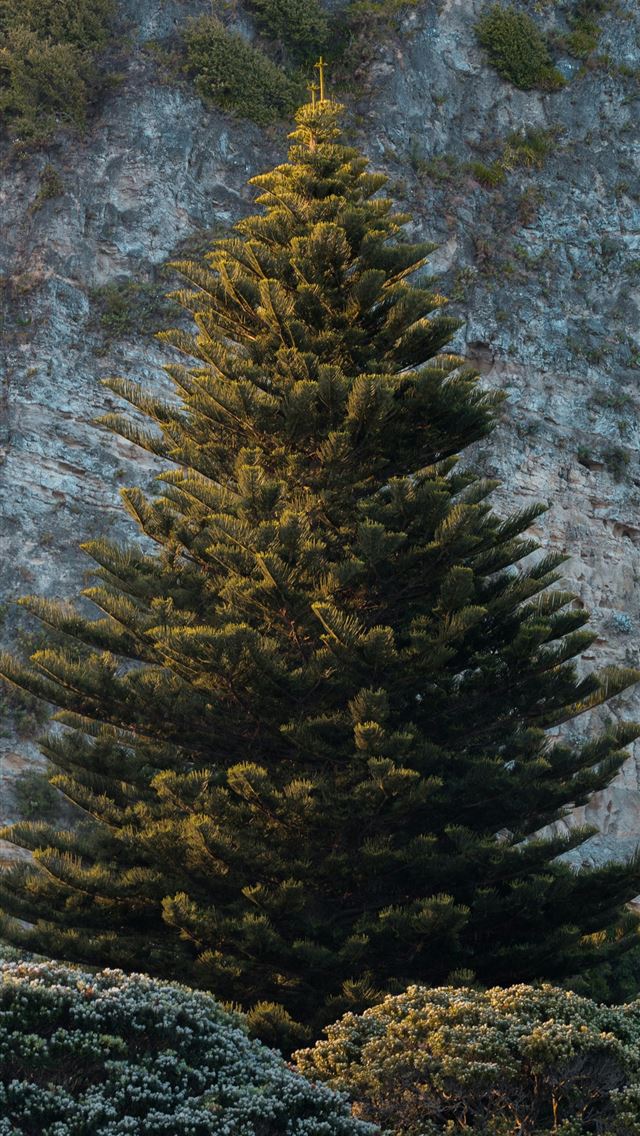 1290x2796 green tree - tree iPhone Wallpaper