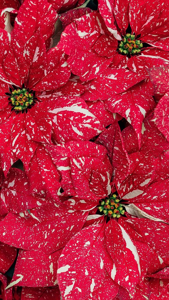 1290x2796 red and white flower petals - winter iPhone Wallpaper