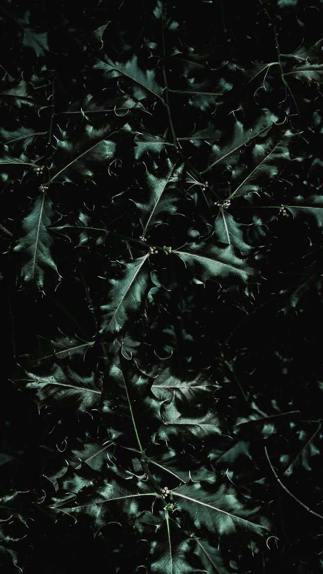 1290x2796 green leaves during nighttime - grey iPhone Wallpaper