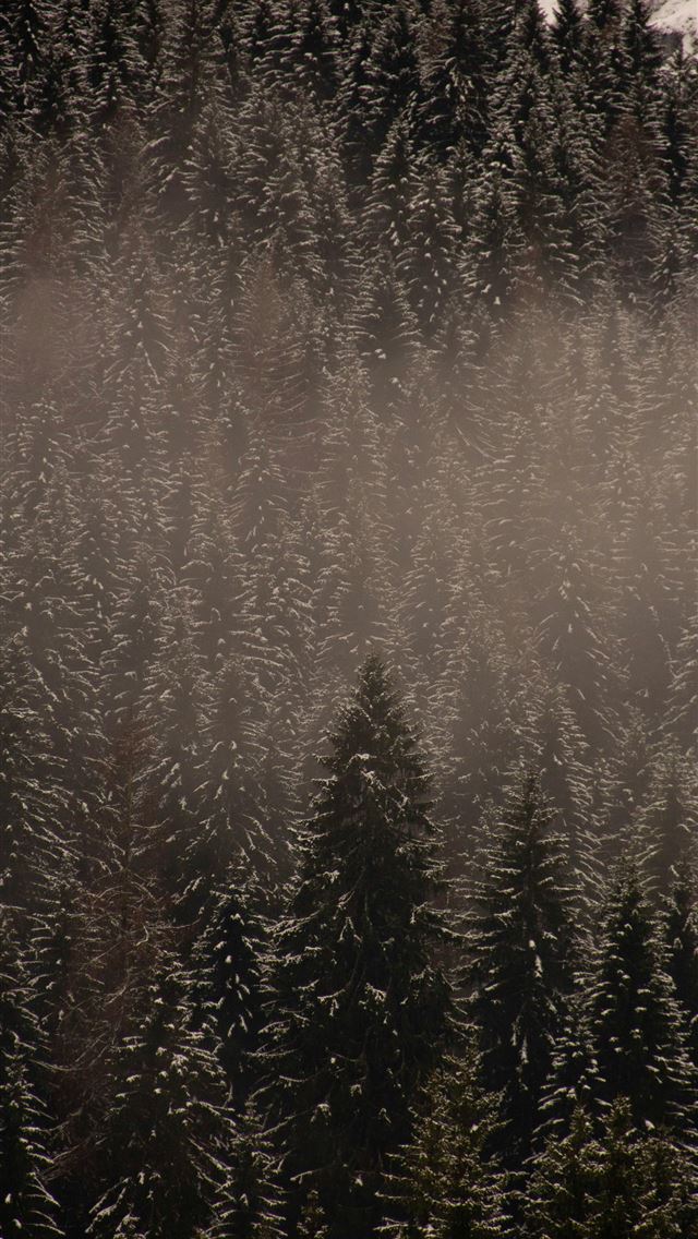1290x2796 brown and green trees during daytime - tree iPhone Wallpaper