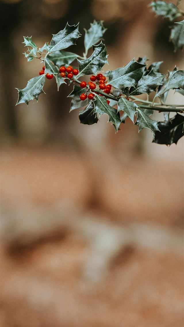 1290x2796 macro shot photography of red fruits - tree iPhone Wallpaper