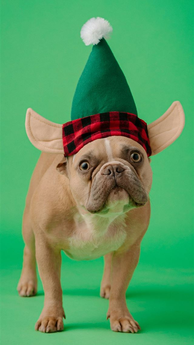 1290x2796 fawn pug wearing red and white striped santa hat - green iPhone Wallpaper