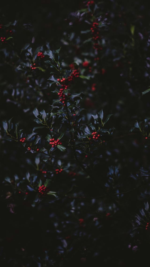1290x2796 red round fruits and green plants - paper iPhone Wallpaper