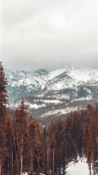 landscape photo of pine tree wallpaper