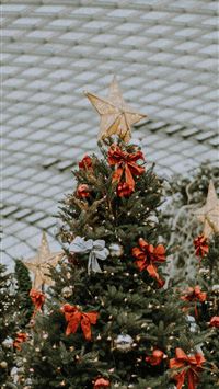 three green Christmas tree during daytime wallpaper