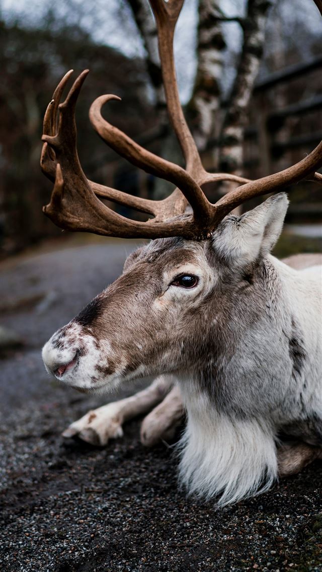 1290x2796 brown moose - trees iPhone Wallpaper