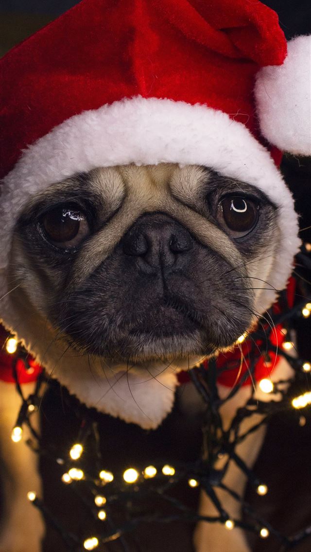 1290x2796 fawn pug wearing red and white santa hat - funny iPhone Wallpaper