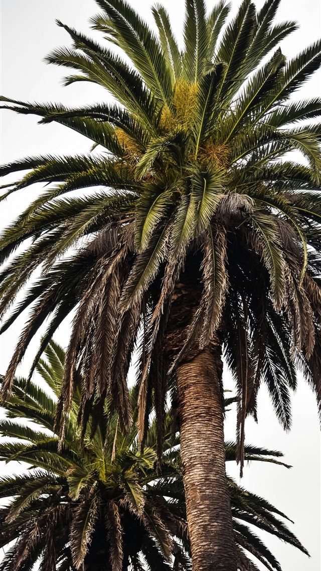 1290x2796 green palm trees - palm tree iPhone Wallpaper