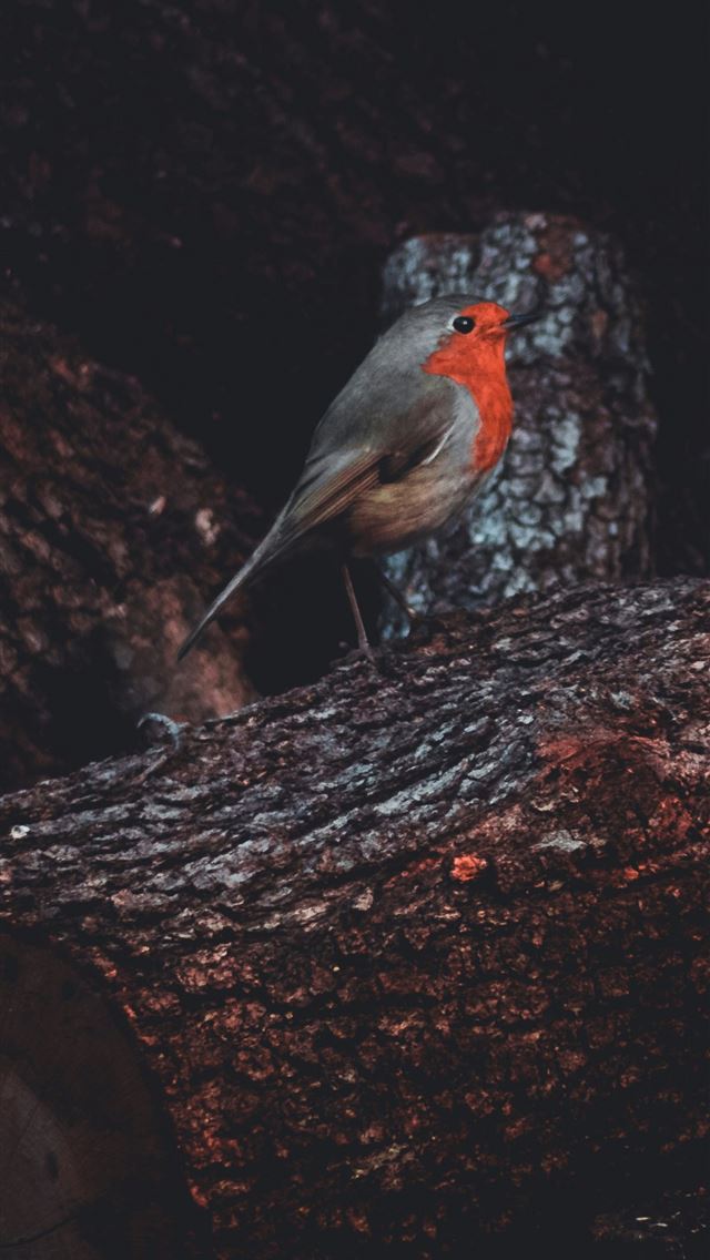 1290x2796 gray and orange bird on tree - bird iPhone Wallpaper