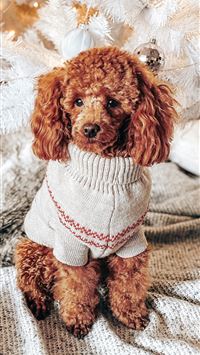 brown toy poodle with white and red costume wallpaper