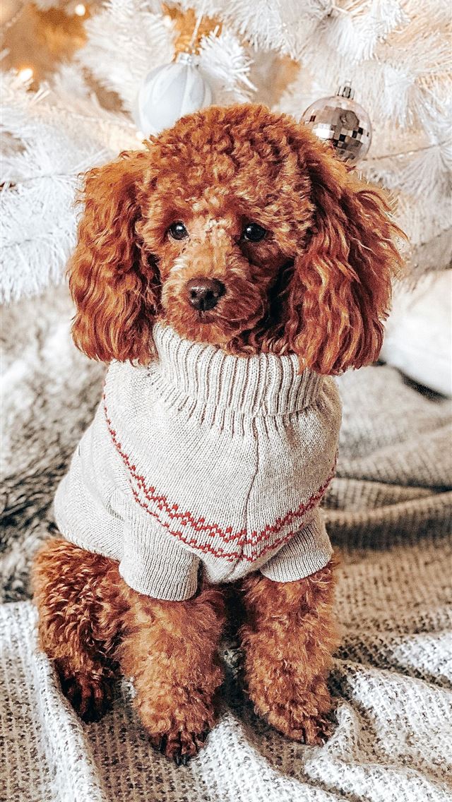 1290x2796 brown toy poodle with white and red costume - holidays iPhone Wallpaper