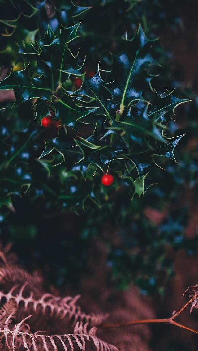 1290x2796 green leafed plant - grey iPhone Wallpaper