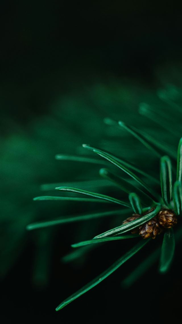 1290x2796 selective focus closeup photography of green leaf -  iphone 15 Wallpaper