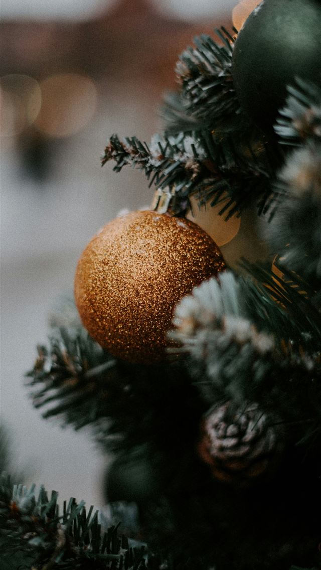 1290x2796 brown round fruit on green pine tree - christmas tree iPhone Wallpaper
