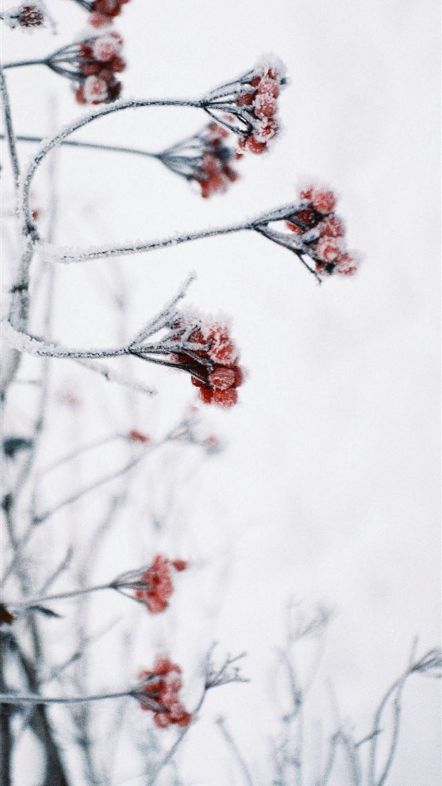 1290x2796 Flower - red iPhone Wallpaper