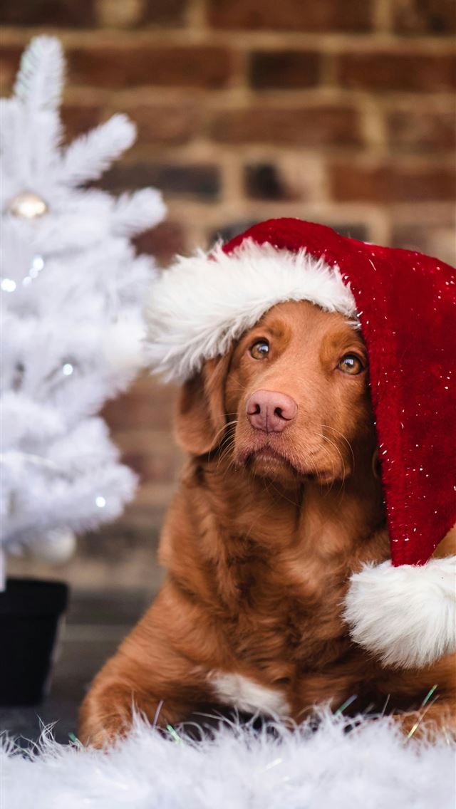 1290x2796 brown short coated dog wearing santa hat -  iphone 15 Wallpaper