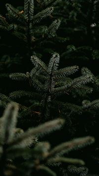 green pine tree leaves in close up photography wallpaper