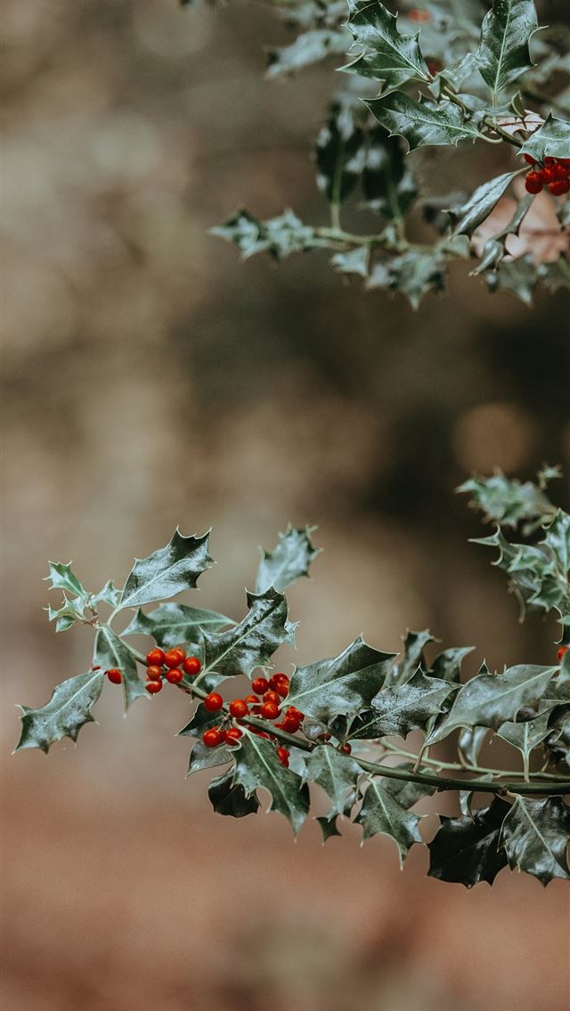 1290x2796 closeup photo of red cherry fruits -  iphone 15 Wallpaper