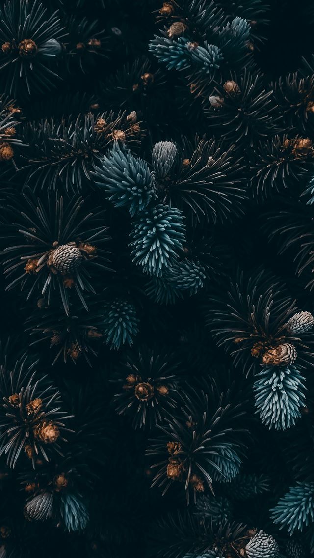 1290x2796 black and white flower illustration - tree iPhone Wallpaper