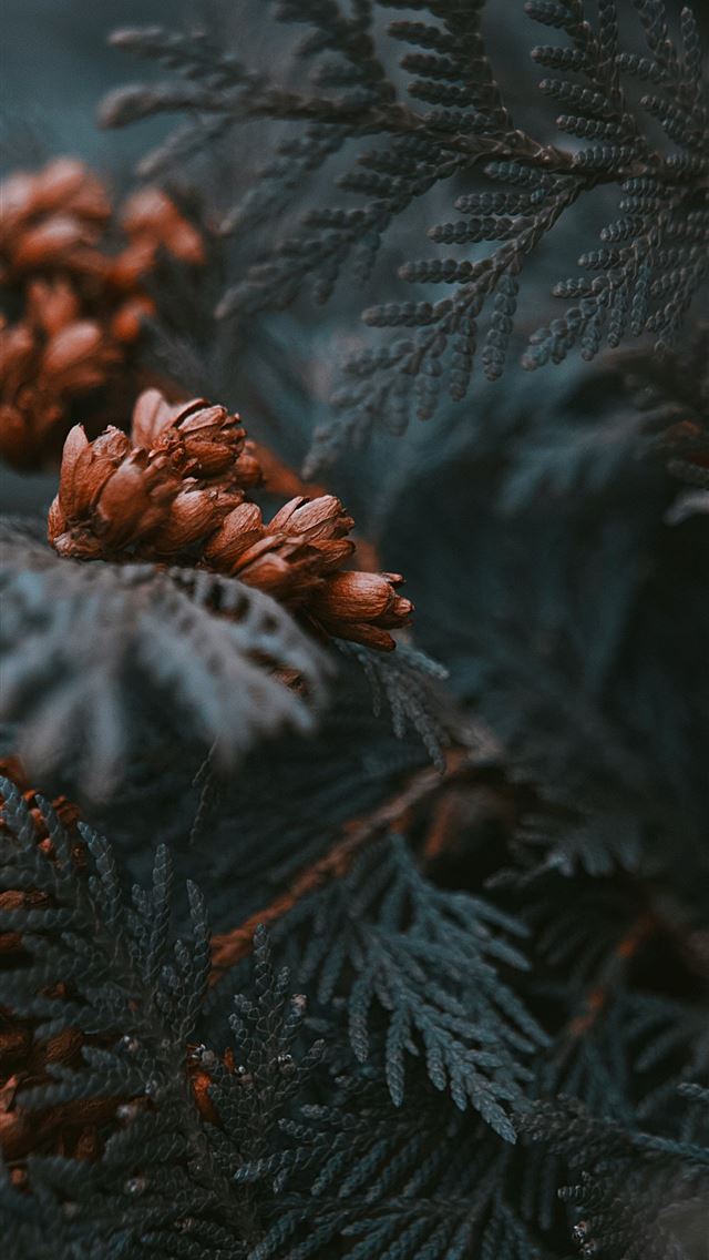 1290x2796 red petaled flowers -  iphone 15 Wallpaper