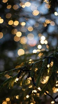 a close up of a pine tree with lights in the backg... wallpaper