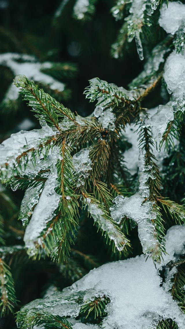 1290x2796 a close up of some snow - christmas iPhone Wallpaper