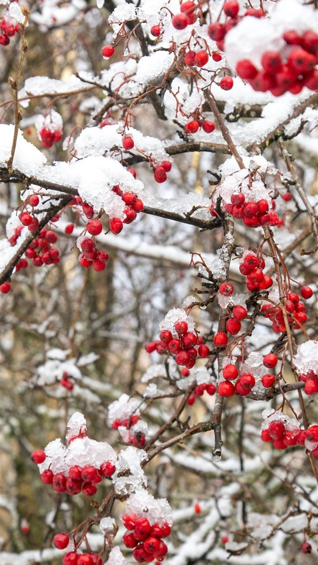 1290x2796 white and red cherry blossom - christmas tree iPhone Wallpaper