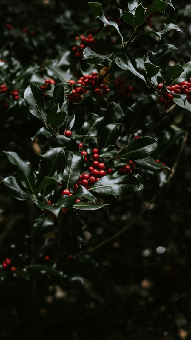 1290x2796 small red fruits - fruit iPhone Wallpaper
