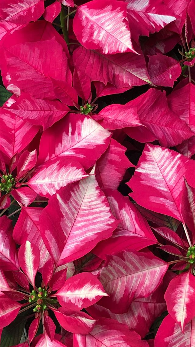 1290x2796 red petaled plant - flower iPhone Wallpaper