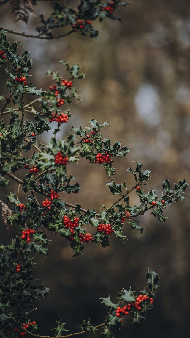 1290x2796 shallow focus photo of red fruit - grey iPhone Wallpaper